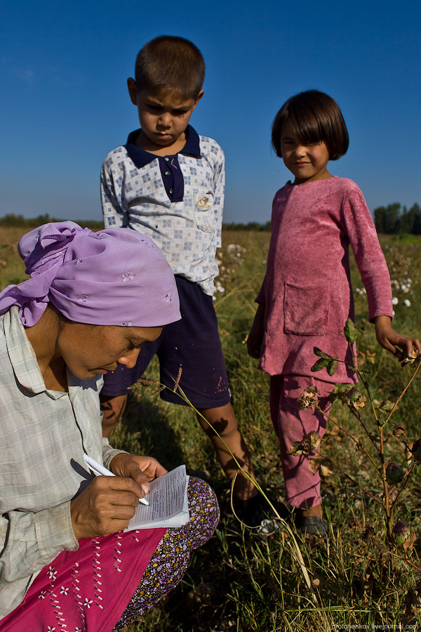 Фотография: Сбор хлопка в Узбекистане №23 - BigPicture.ru