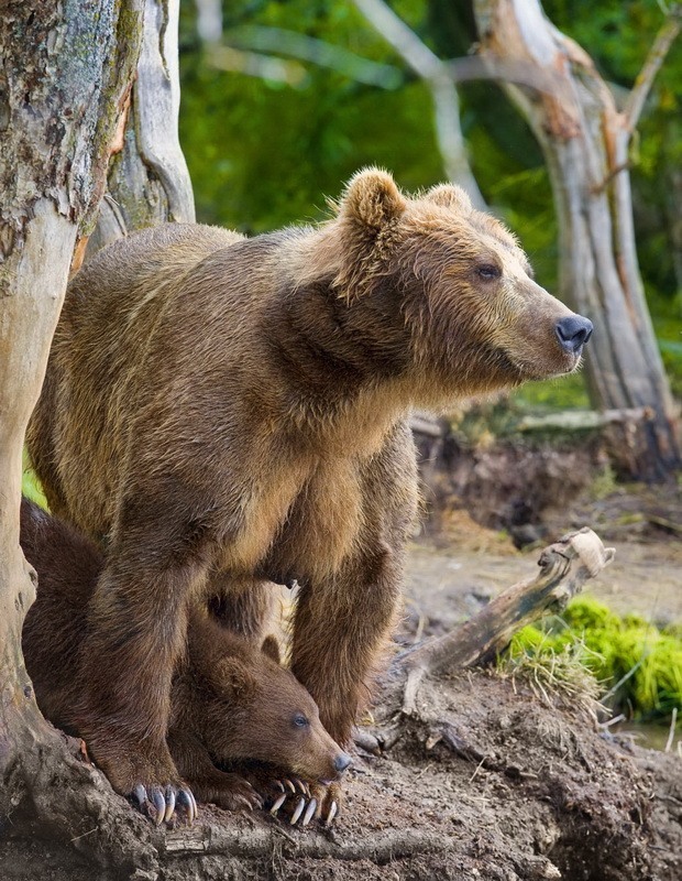 Фотография: Медведи на Камчатке №23 - BigPicture.ru