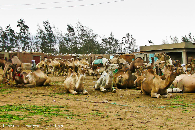Фотография: Биркаш: о самом крупном верблюжьем рынке в северной Африке №2 - BigPicture.ru