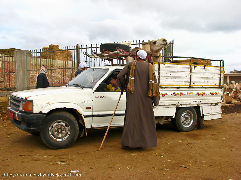Фотография: Биркаш: о самом крупном верблюжьем рынке в северной Африке №23 - BigPicture.ru
