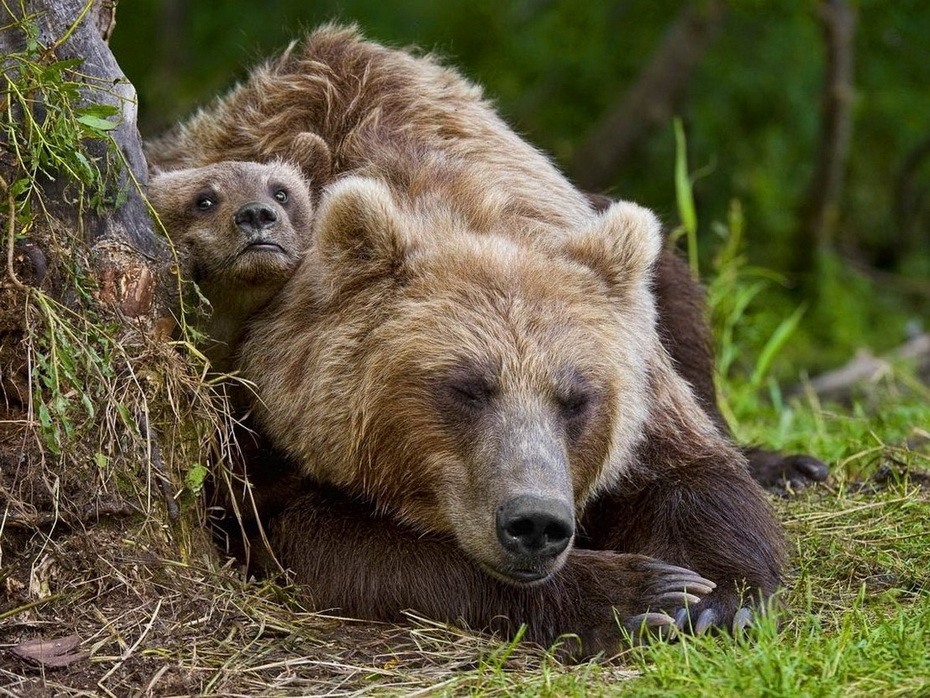 Фотография: Медведи на Камчатке №24 - BigPicture.ru