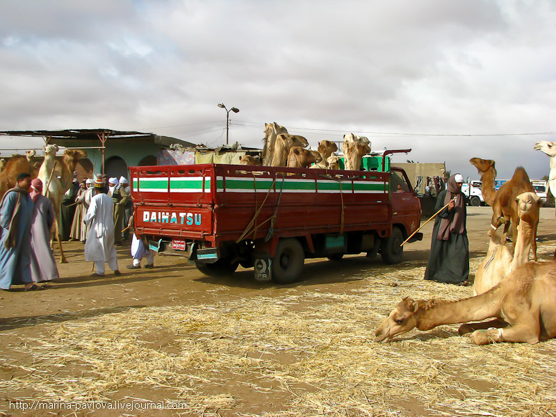 Фотография: Биркаш: о самом крупном верблюжьем рынке в северной Африке №24 - BigPicture.ru