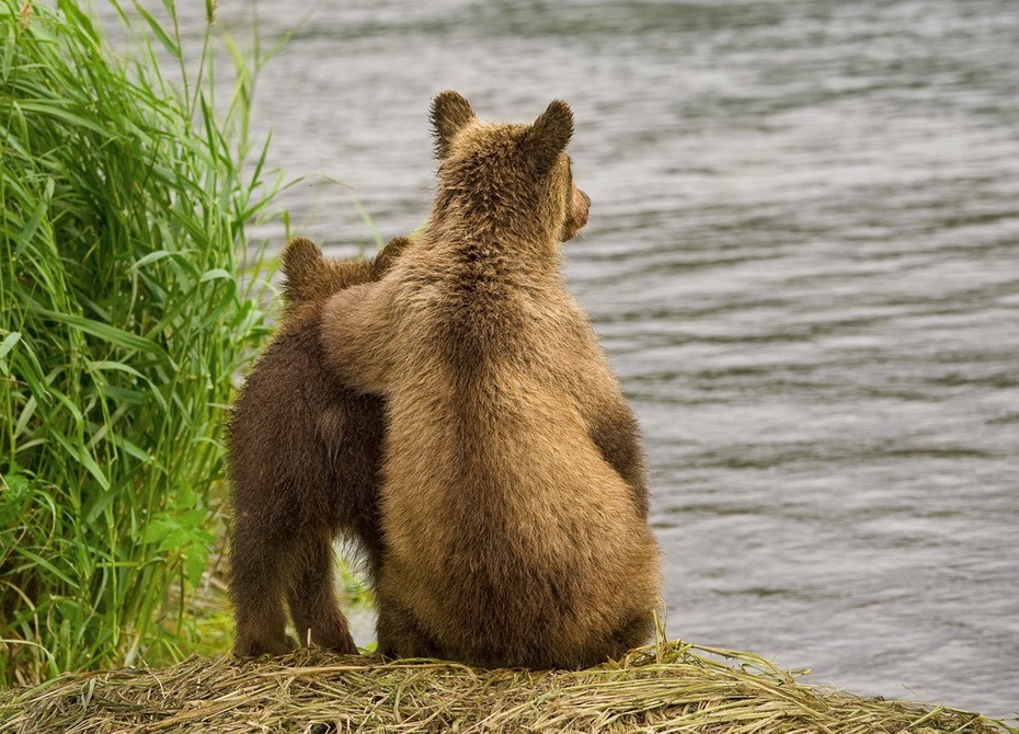 Фотография: Медведи на Камчатке №25 - BigPicture.ru