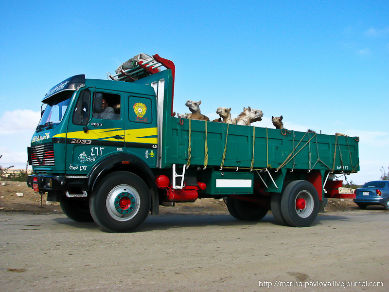 Фотография: Биркаш: о самом крупном верблюжьем рынке в северной Африке №25 - BigPicture.ru