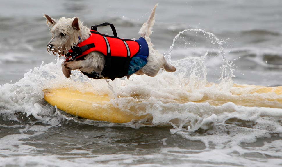 Фотография: Соревнование по собачьему серфингу №2 - BigPicture.ru