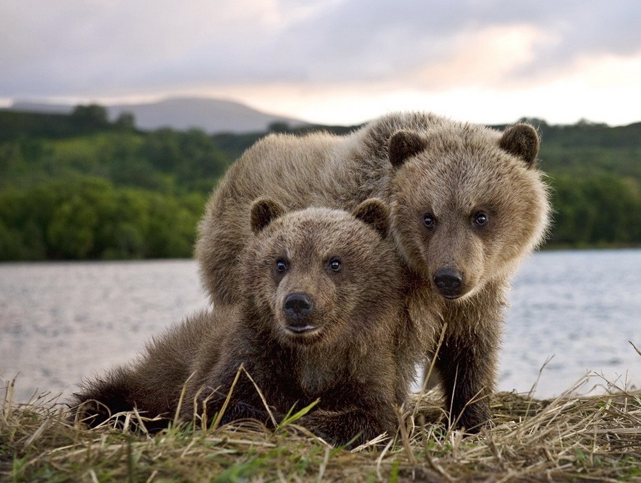 Фотография: Медведи на Камчатке №26 - BigPicture.ru