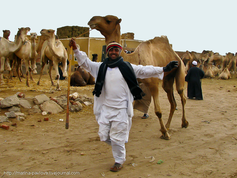 Фотография: Биркаш: о самом крупном верблюжьем рынке в северной Африке №26 - BigPicture.ru