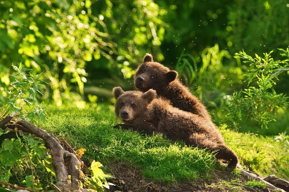 Фотография: Медведи на Камчатке №28 - BigPicture.ru