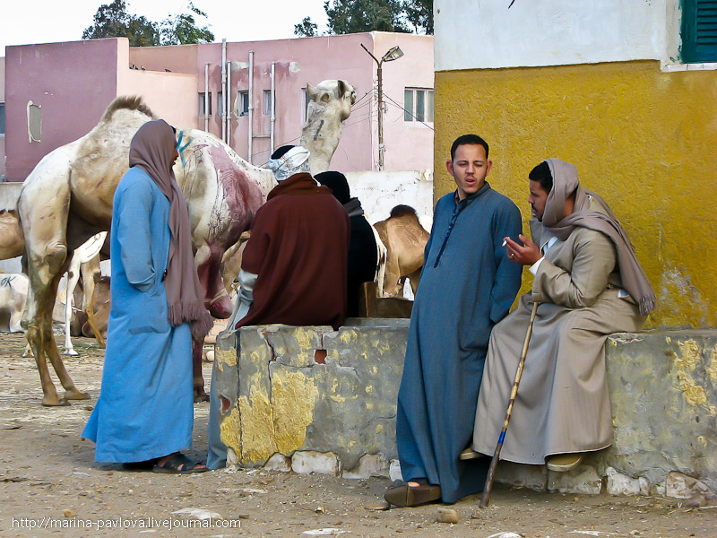 Фотография: Биркаш: о самом крупном верблюжьем рынке в северной Африке №28 - BigPicture.ru