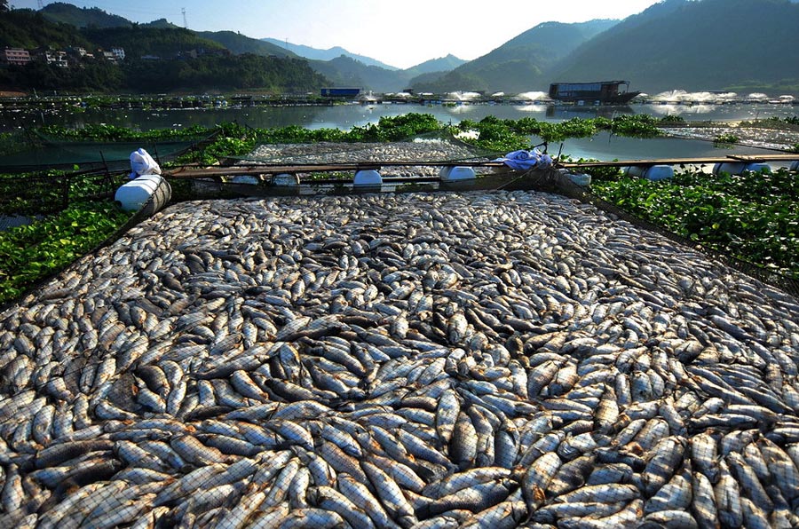 Фотография: Массовый мор рыбы в Китае №2 - BigPicture.ru