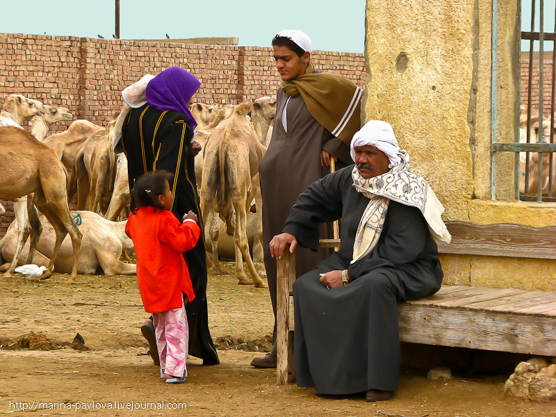 Фотография: Биркаш: о самом крупном верблюжьем рынке в северной Африке №29 - BigPicture.ru