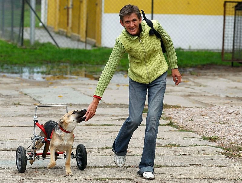 Фотография: Жизнерадостный щенок-инвалид №6 - BigPicture.ru