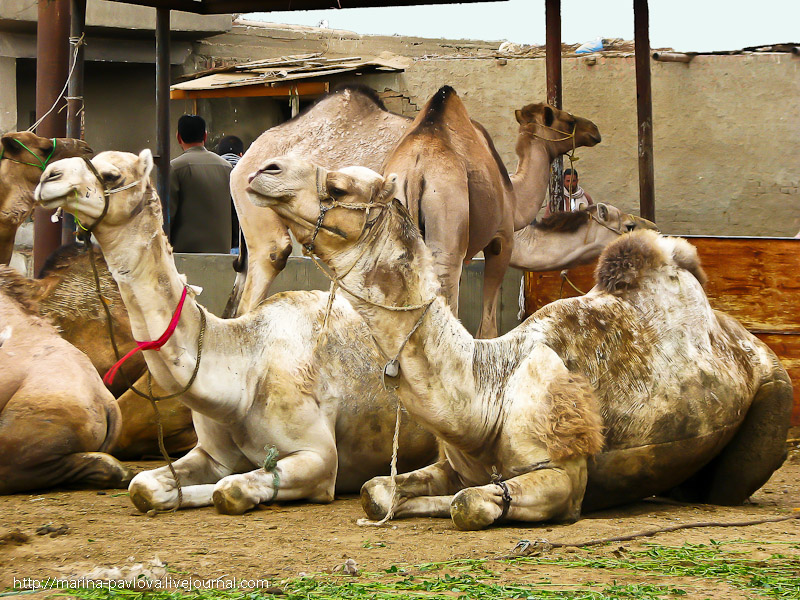 Фотография: Биркаш: о самом крупном верблюжьем рынке в северной Африке №4 - BigPicture.ru