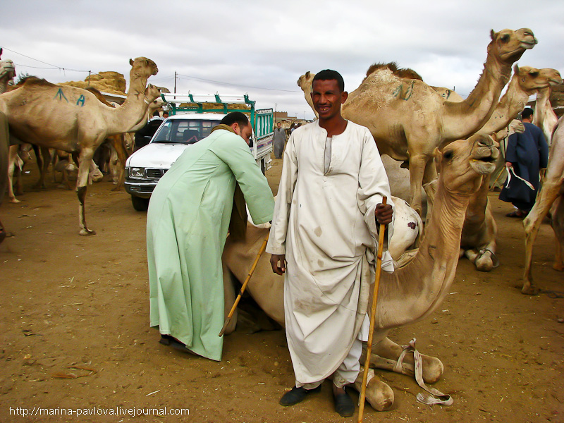 Фотография: Биркаш: о самом крупном верблюжьем рынке в северной Африке №34 - BigPicture.ru