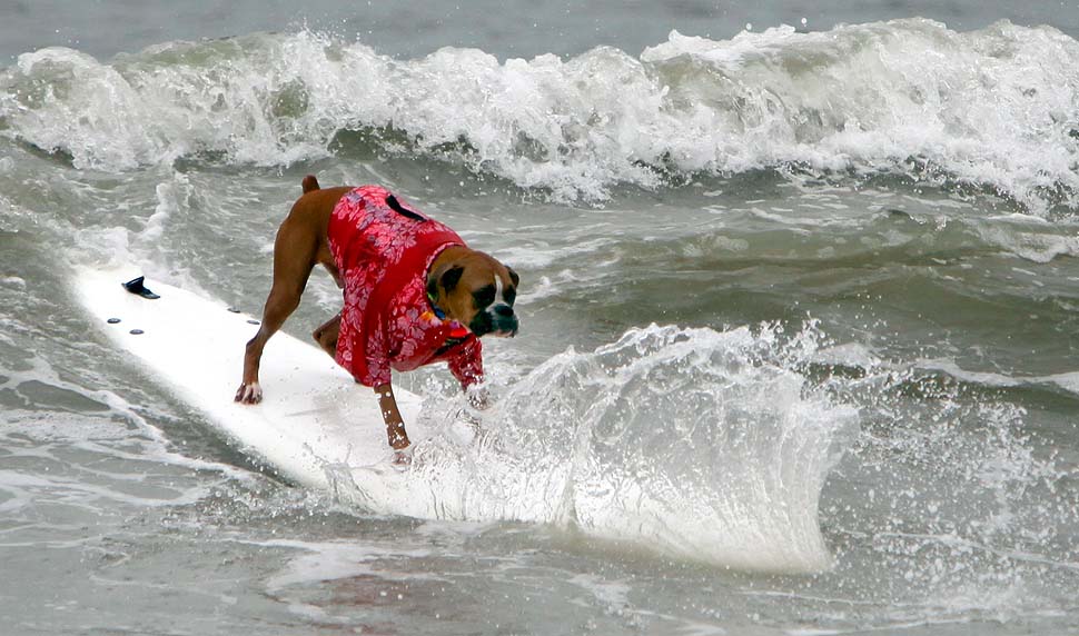 Фотография: Соревнование по собачьему серфингу №4 - BigPicture.ru