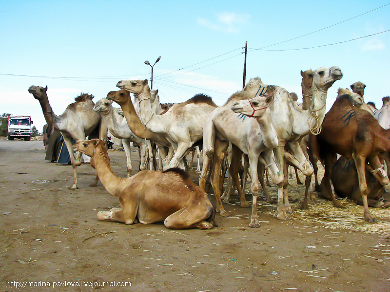 Фотография: Биркаш: о самом крупном верблюжьем рынке в северной Африке №36 - BigPicture.ru