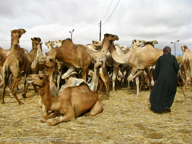 Фотография: Биркаш: о самом крупном верблюжьем рынке в северной Африке №37 - BigPicture.ru