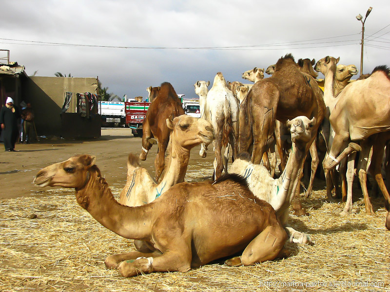 Фотография: Биркаш: о самом крупном верблюжьем рынке в северной Африке №38 - BigPicture.ru
