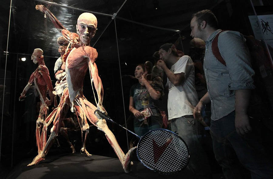 Фотография: Выставка Body Worlds в Риме №6 - BigPicture.ru