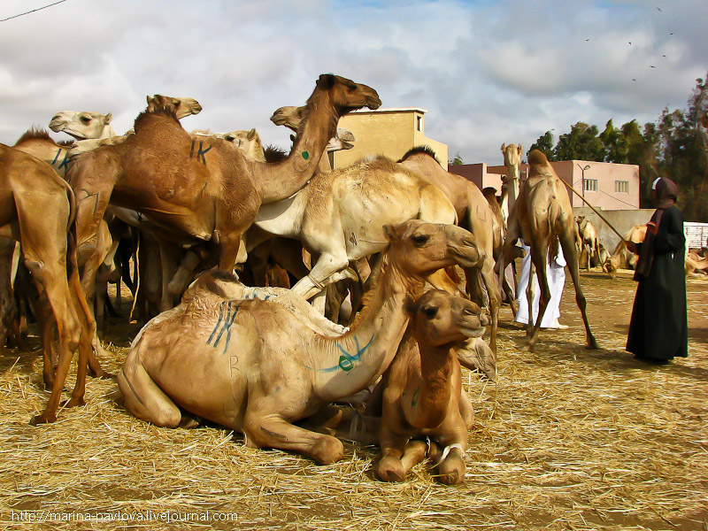 Фотография: Биркаш: о самом крупном верблюжьем рынке в северной Африке №39 - BigPicture.ru