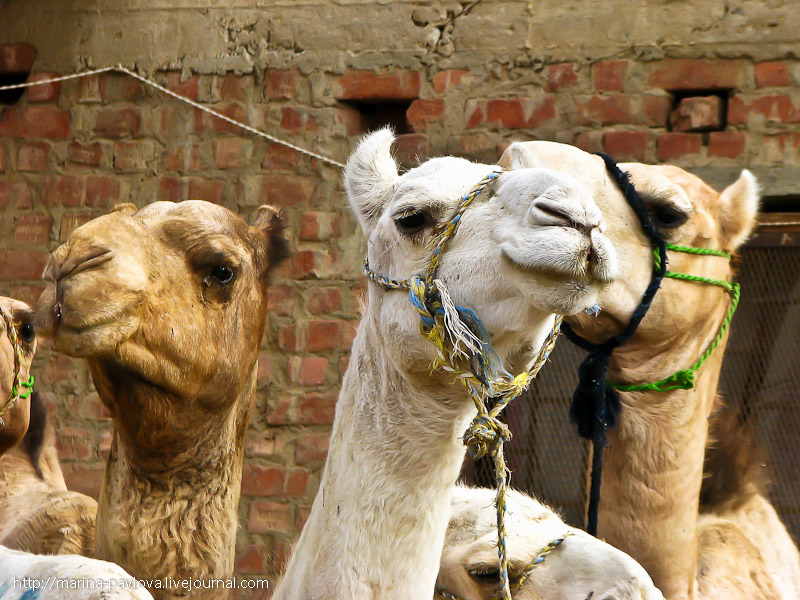 Фотография: Биркаш: о самом крупном верблюжьем рынке в северной Африке №5 - BigPicture.ru