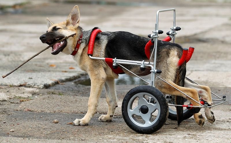 Фотография: Жизнерадостный щенок-инвалид №1 - BigPicture.ru