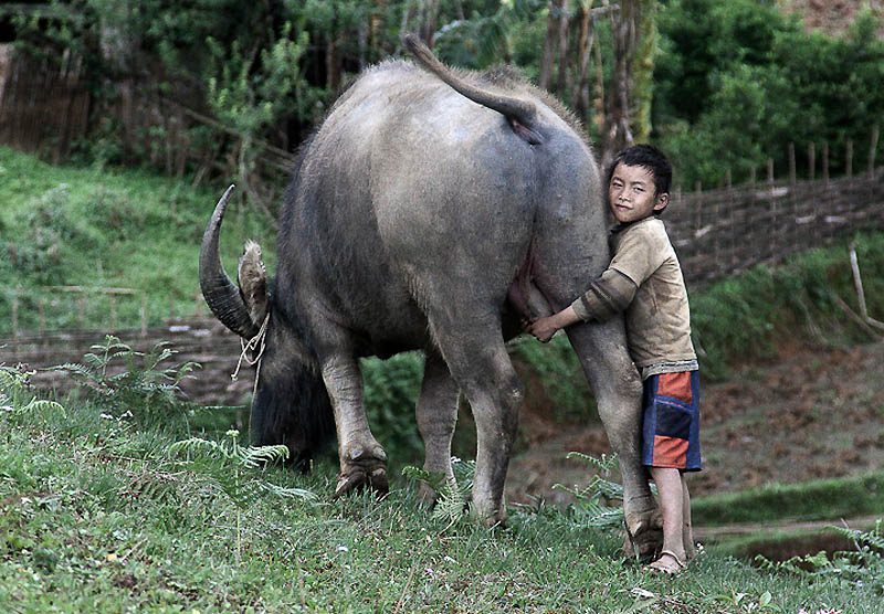 Фотография: Мальчик и бык №5 - BigPicture.ru