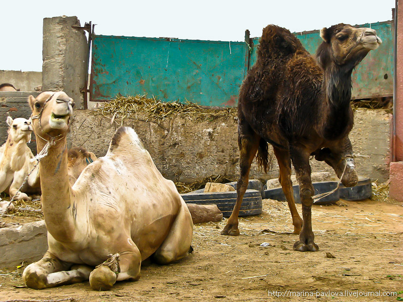 Фотография: Биркаш: о самом крупном верблюжьем рынке в северной Африке №6 - BigPicture.ru