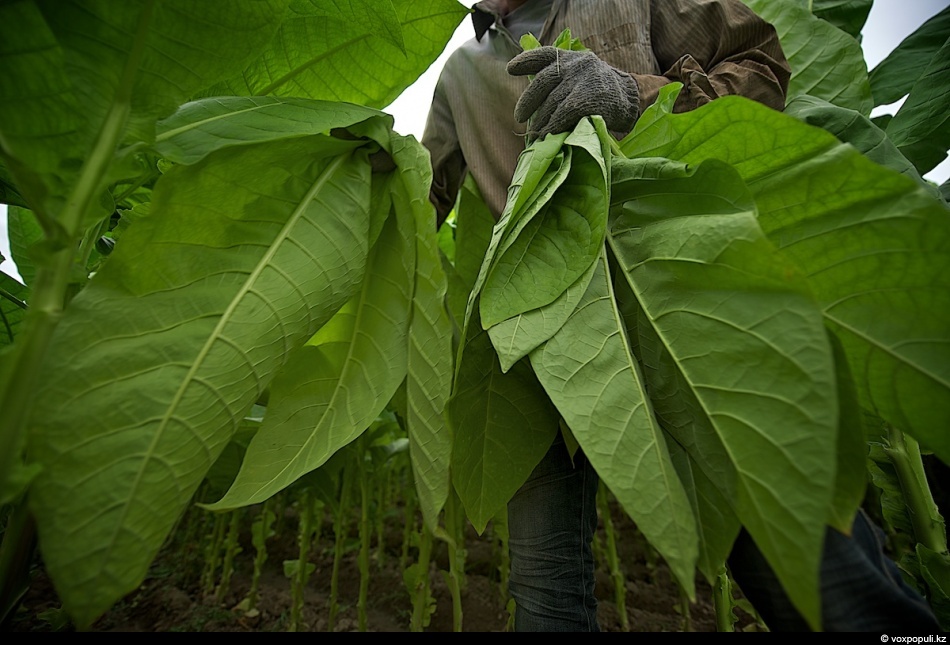 Фотография: Как выращивают табак №6 - BigPicture.ru