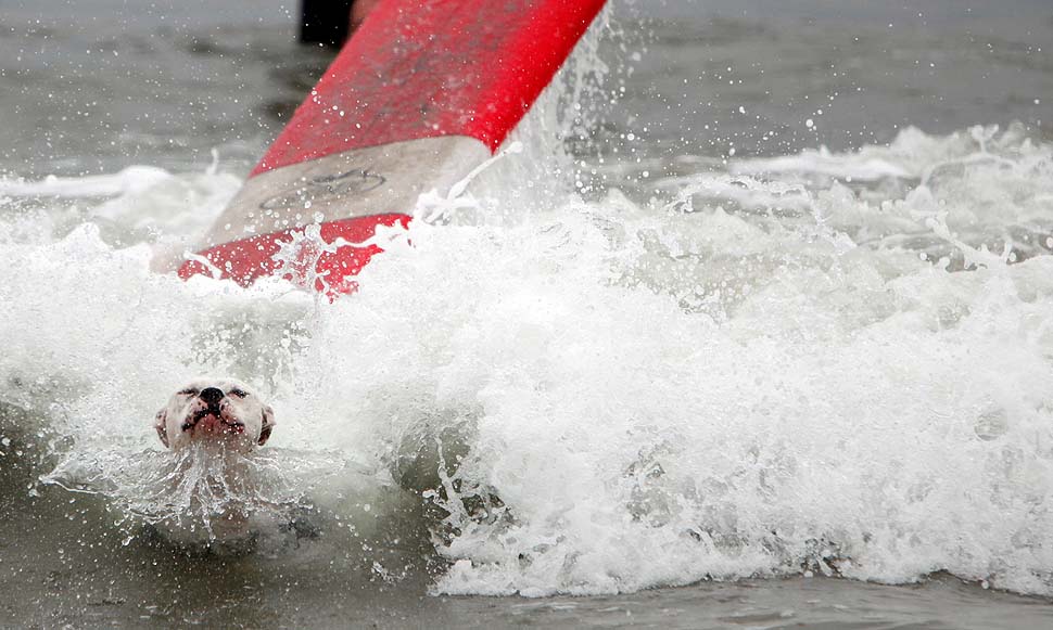 Фотография: Соревнование по собачьему серфингу №6 - BigPicture.ru