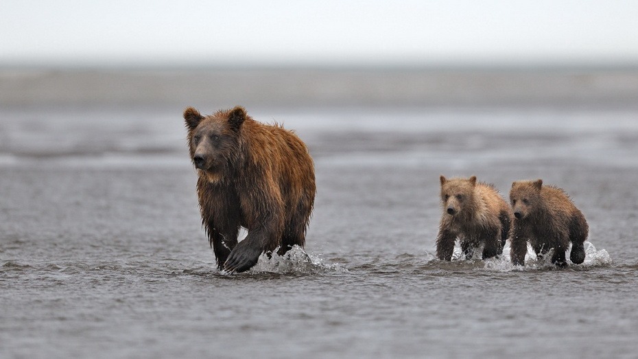 Фотография: Медведи на Камчатке №6 - BigPicture.ru