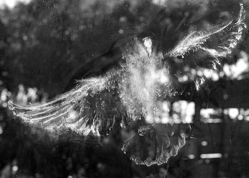 Фотография: Призрачные отпечатки птиц на стеклах №6 - BigPicture.ru