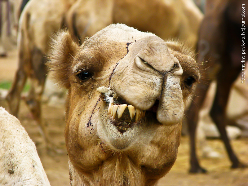 Фотография: Биркаш: о самом крупном верблюжьем рынке в северной Африке №7 - BigPicture.ru
