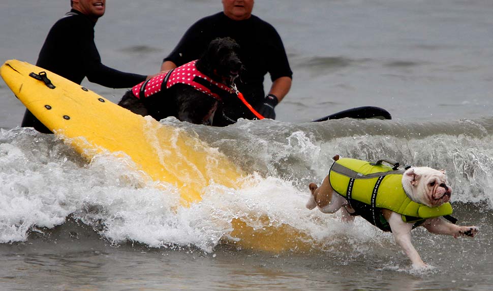 Фотография: Соревнование по собачьему серфингу №7 - BigPicture.ru