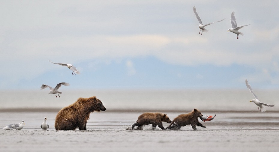 Фотография: Медведи на Камчатке №7 - BigPicture.ru