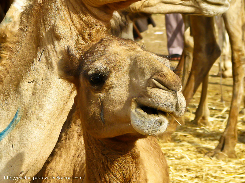 Фотография: Биркаш: о самом крупном верблюжьем рынке в северной Африке №8 - BigPicture.ru