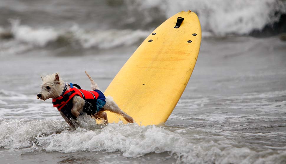 Фотография: Соревнование по собачьему серфингу №8 - BigPicture.ru