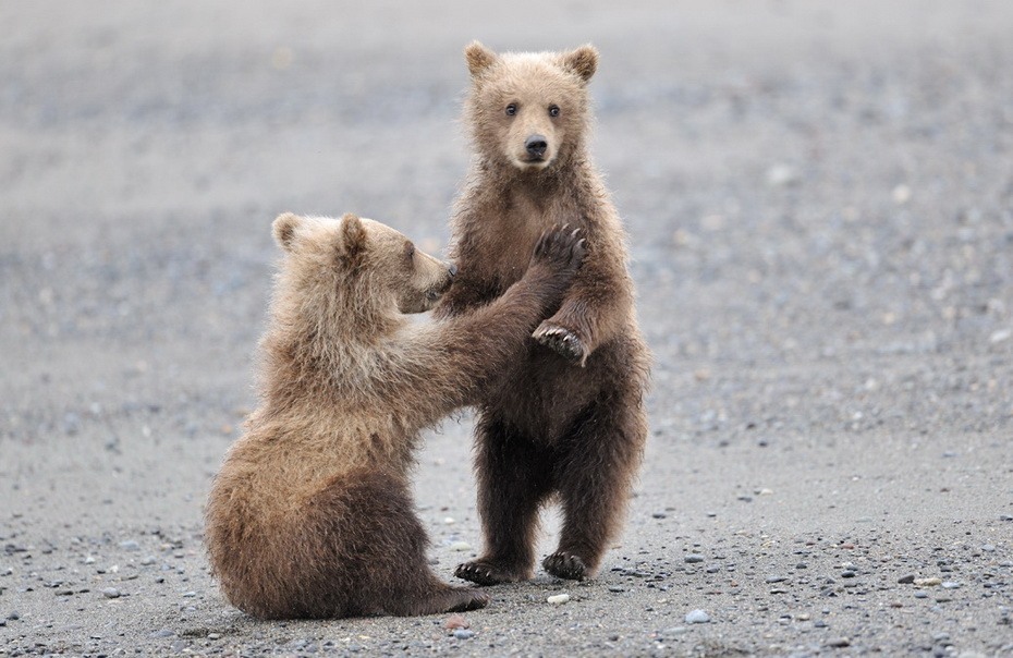 Фотография: Медведи на Камчатке №8 - BigPicture.ru