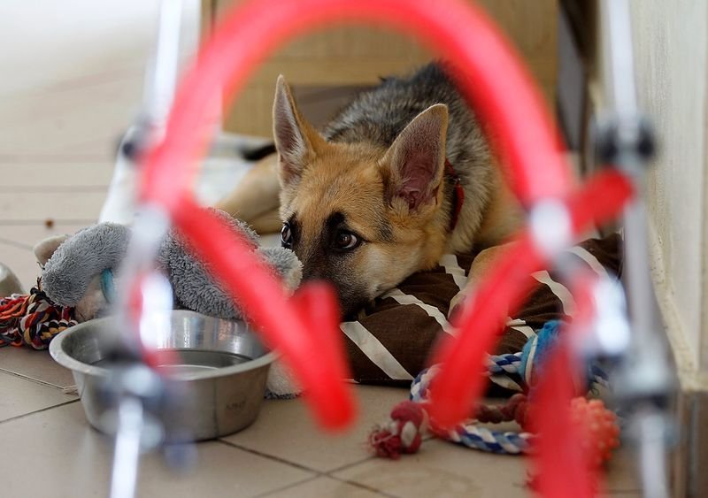Фотография: Жизнерадостный щенок-инвалид №3 - BigPicture.ru