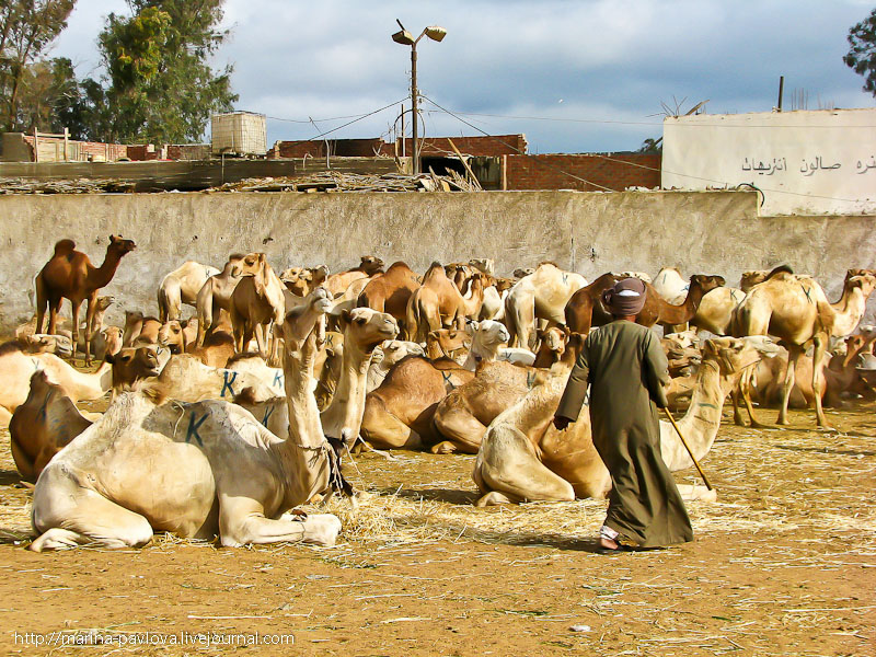 Фотография: Биркаш: о самом крупном верблюжьем рынке в северной Африке №9 - BigPicture.ru