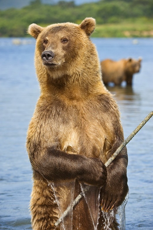 Фотография: Медведи на Камчатке №9 - BigPicture.ru