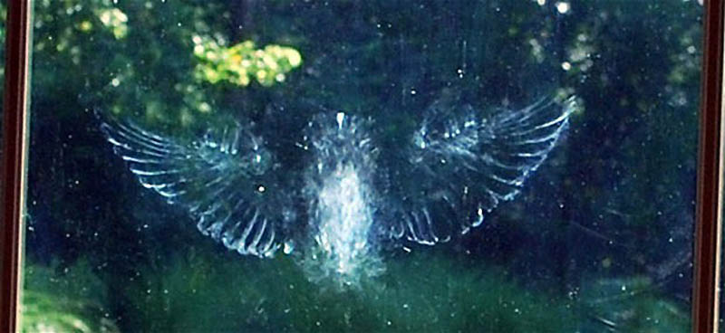 Фотография: Призрачные отпечатки птиц на стеклах №9 - BigPicture.ru