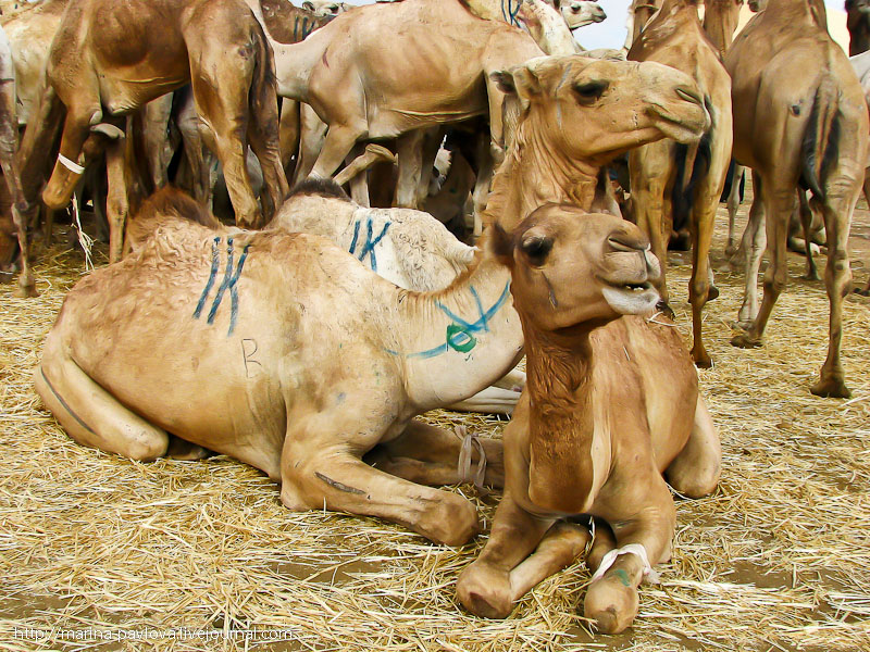 Фотография: Биркаш: о самом крупном верблюжьем рынке в северной Африке №10 - BigPicture.ru
