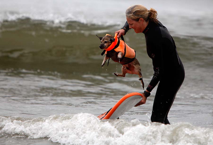 Фотография: Соревнование по собачьему серфингу №10 - BigPicture.ru