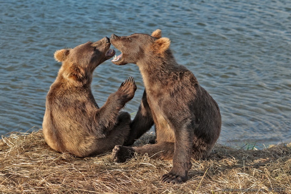 Фотография: Медведи на Камчатке №10 - BigPicture.ru