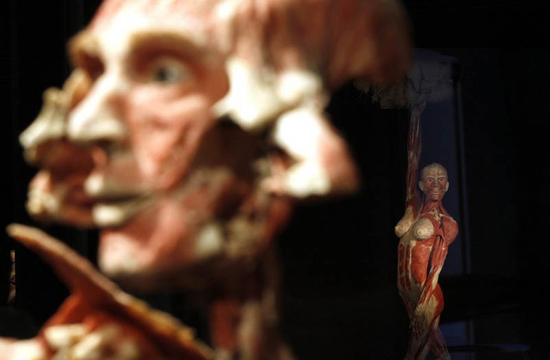 Выставка Body Worlds в Риме