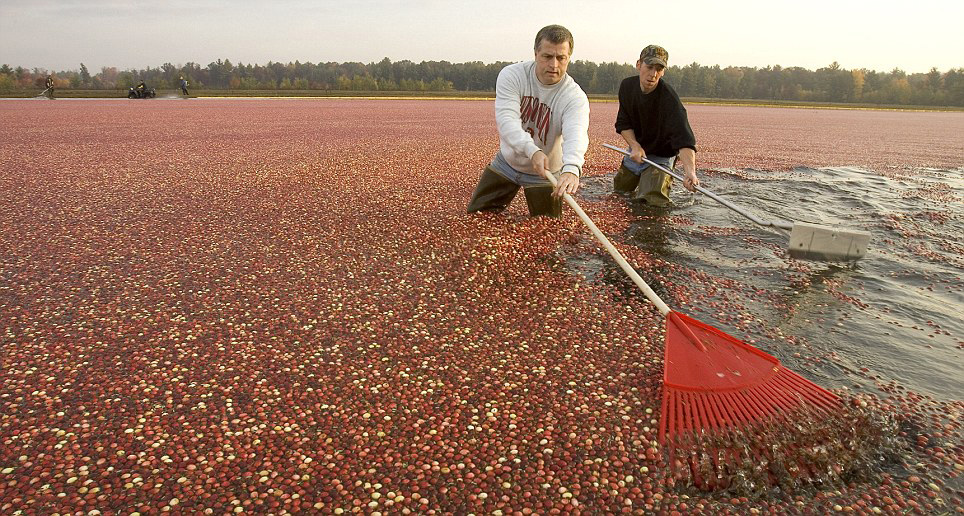 Фотография: Сбор урожая клюквы в Висконсине №6 - BigPicture.ru