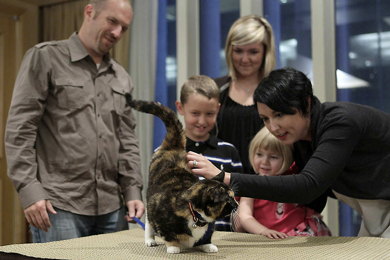 Фотография: Кошка-путешественница за 5 лет добралась из Колорадо в Нью-Йорк №11 - BigPicture.ru