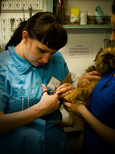 Фотография: Один день: Будний день ассистента ветеринарного врача №39 - BigPicture.ru