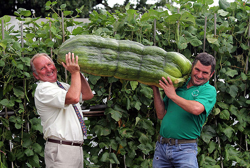 Фотография: Гигантские овощи №12 - BigPicture.ru